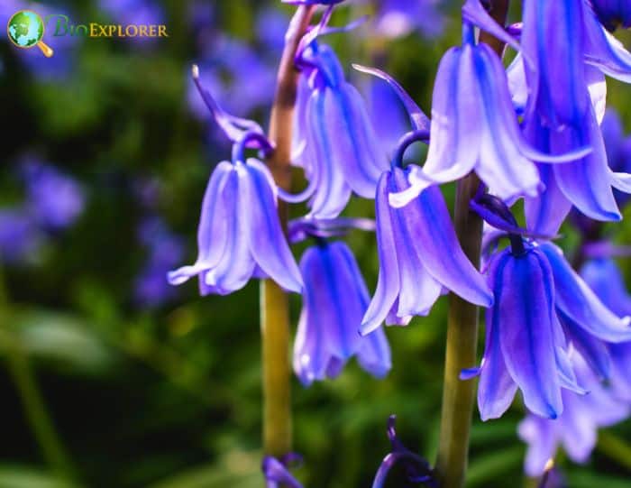 Royal Bluebell