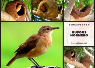 Rufous Hornero