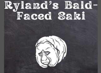 Ryland's Bald-faced Saki