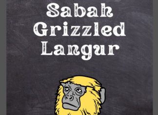 Saban Grizzled Langur