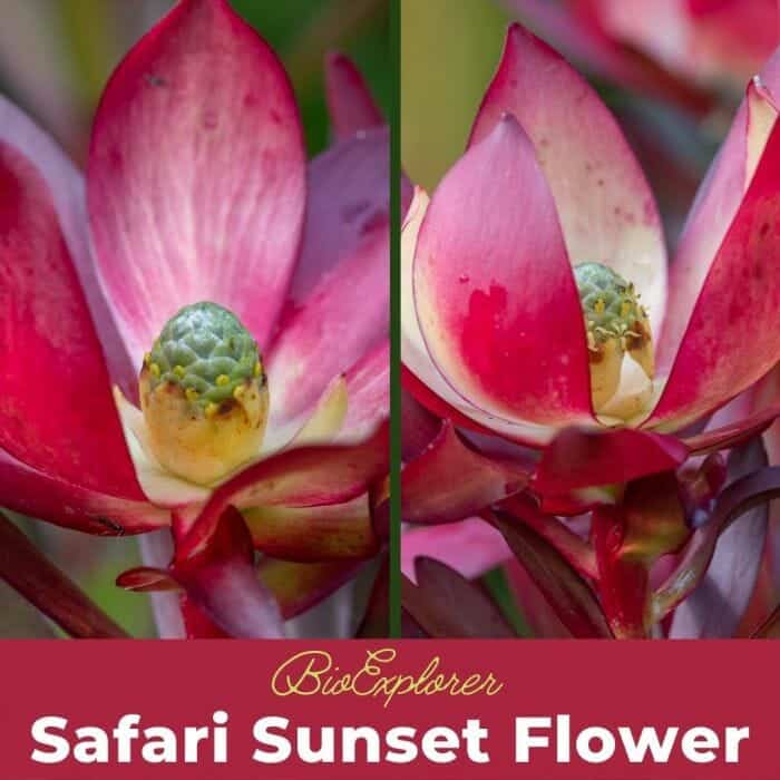 Safari Sunset Safari Sunset