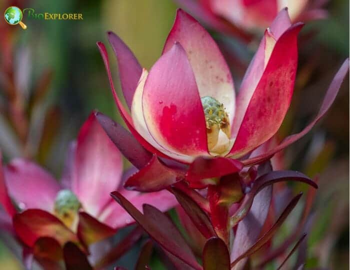 Safari Sunset Flowers Safari Sunset Flowers