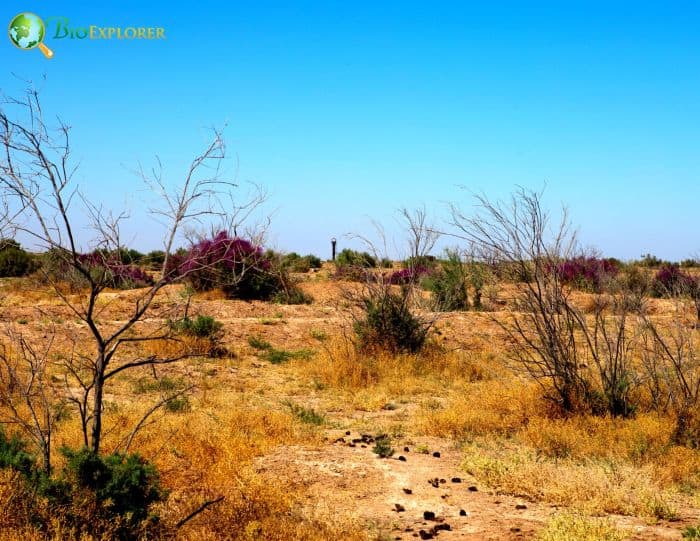 Salt Cedar Salt Cedar