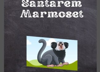 Santarem Marmoset