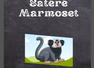 Satéré Marmoset
