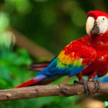 Scarlet macaw, a brightly colored tropical parrot