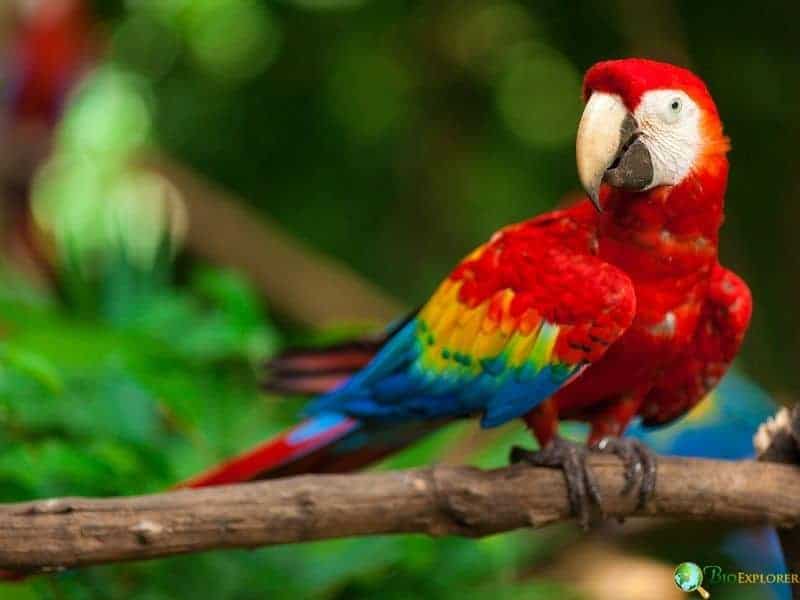 Scarlet macaw perched side by side showing bright red body, blue wings, yellow feathers, and long tail