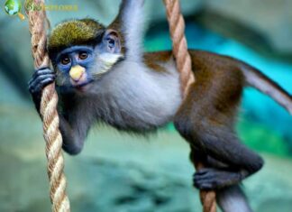 Schmidt’s Red-tailed Monkey