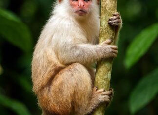 Schneider's Marmoset