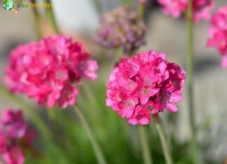 Sea Thrift