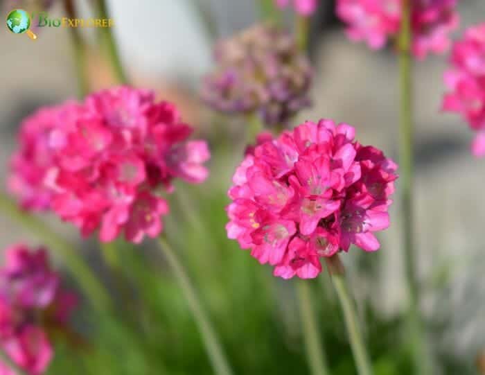 Sea Thrift