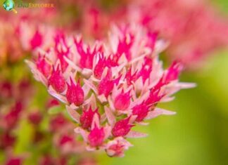 Sedum