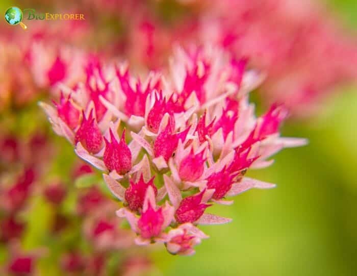 Sedum