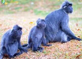 Selangor Silvered Langur