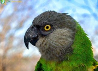 Senegal Parrot