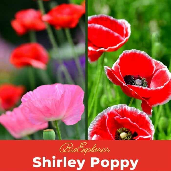 Shirley Poppy Shirley Poppy