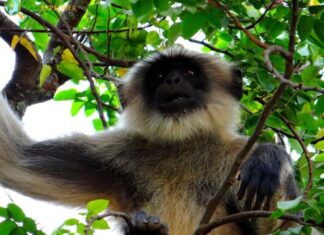 Shortridge’s Capped Langur