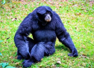 Siamang Gibbon