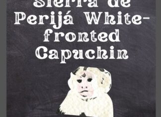 Sierra De Perijá White-fronted Capuchin