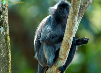 Silvered Langur