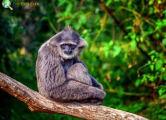 Silvery Gibbon