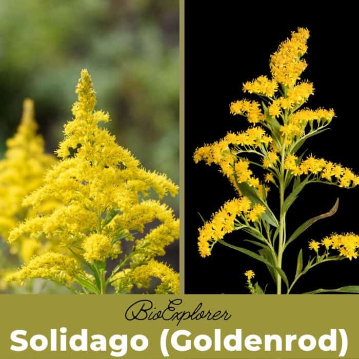 Solidago Solidago