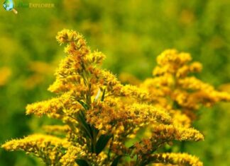 Solidago