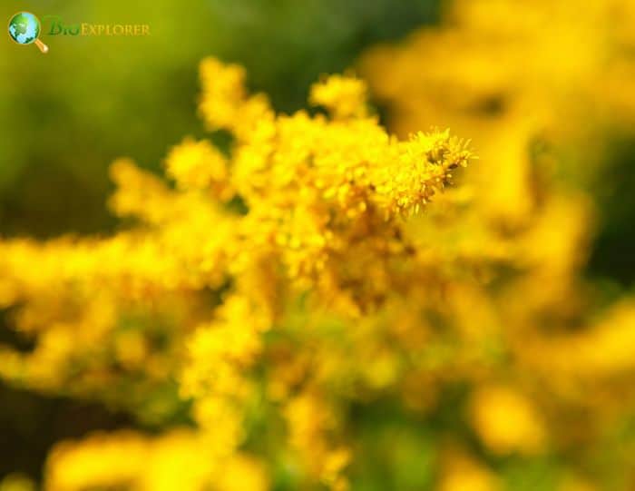 Solidago Flowers Solidago Flowers