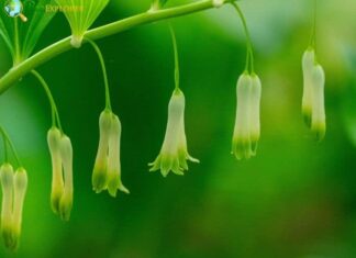 Solomon’s Seal