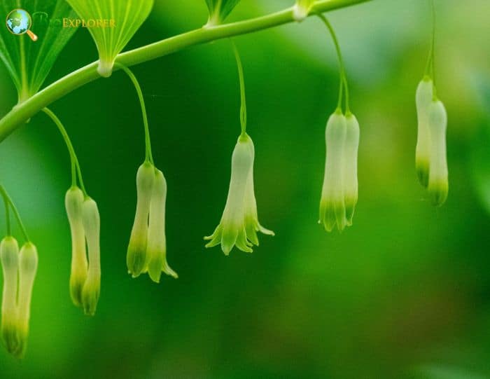 Solomon's Seal