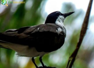 Sooty Tern