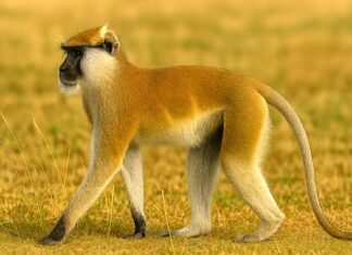 Southern Patas Monkey