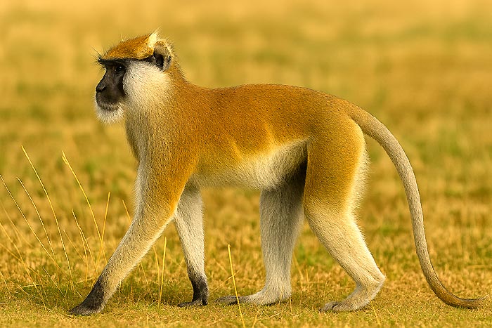 Southern Patas Monkey