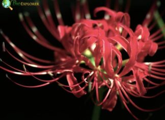 Spider Lily