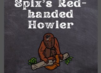 Spix's Red-handed Howler