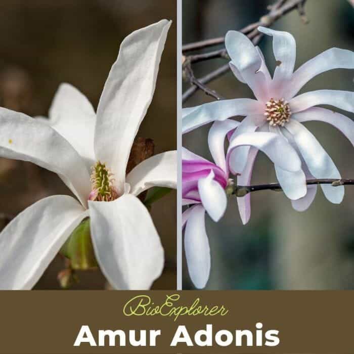 Star Magnolia Star Magnolia