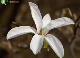 Star Magnolia
