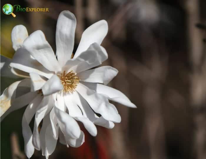Star Magnolia Flowers Star Magnolia Flowers