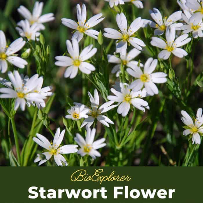 Starwort Starwort
