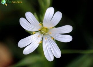 Starwort