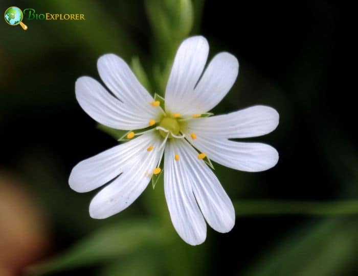 Starwort