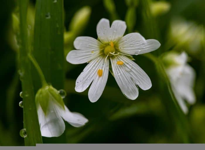 Starwort With 2 Lobed Petals Starwort With 2 Lobed Petals