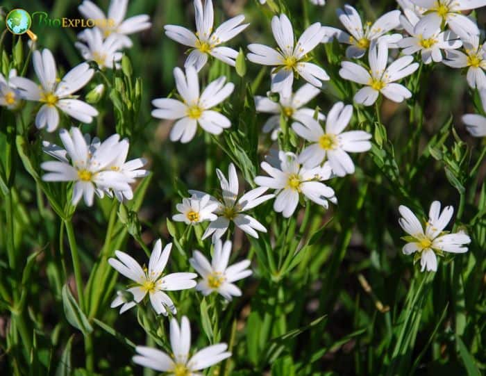 Starwort Starwort