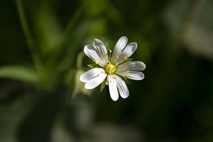 Stellaria Longipes Stellaria Longipes