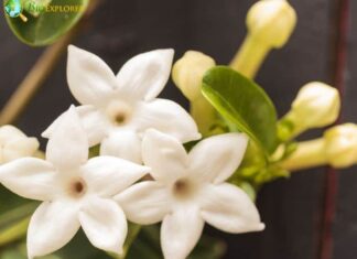 Stephanotis