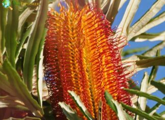 Strawberry Banksia