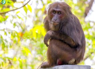 Stump-tailed Macaque