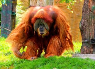 Sumatran Orangutan