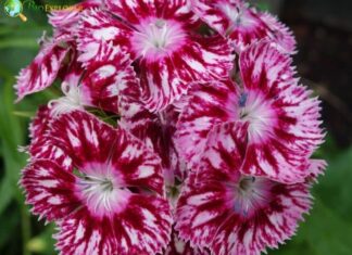 Sweet William