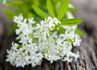 Sweet Woodruff